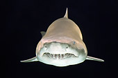 FSH 04 TL0003 01
Grey Nurse Shark (aka Sand Tiger Shark) Swimming Profile View