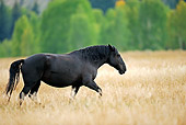 HOR 01 AC0001 01
Mustang Walking Through Meadow Wyoming