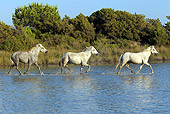HOR 01 AC0002 01
Three Camargue Horses Running Through Shallow Water
