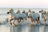 HOR 01 AC0003 01
Herd Of Camargue Horses Galloping Through Water