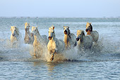 HOR 01 AC0005 01
Herd Of Camargue Horses Galloping Through Water