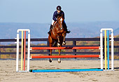 HOR 01 DS0012 01
Horse Jumping Over Jump In Arena