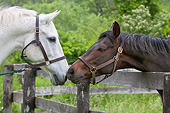 HOR 01 DS0013 01
Close-Up Of White And Brown Horses Nuzzling Over Fence