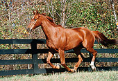 HOR 01 FA0012 01
Chestnut Thoroughbred Cantering In Pasture