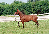 HOR 01 FA0013 01
Bay Standardbred Trotting In Pasture