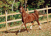 HOR 01 FA0014 01
Chestnut Saddlebred Trotting In Pasture