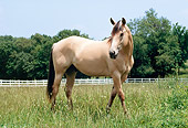 HOR 01 FA0017 01
Buckskin Quarter Horse Standing In Pasture