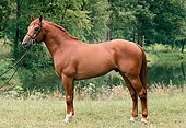 HOR 01 FA0018 01
Chestnut Dutch Warmblood Standing In Field