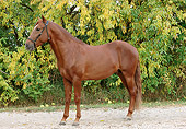 HOR 01 FA0019 01
Chestnut Paso Fino Standing On Gravel
