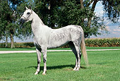 HOR 01 FA0020 01
Dapple Gray Horse Standing On Grass