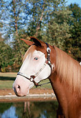 HOR 01 FA0022 01
Head Shot Of Chestnut Missouri Fox Trotter Standing In Pasture By Pond