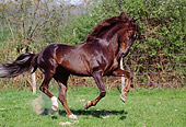 HOR 01 GL0001 01
Portuguese Horse Cantering In Pasture