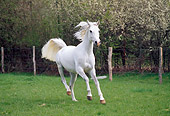 HOR 01 GL0002 01
Thoroughbred White Arabian Horse Cantering In Pasture