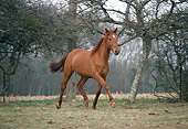 HOR 01 GL0003 01
French Saddle Horse Cantering In Field
