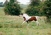 HOR 01 GL0004 01
Paint Horse Cantering In Field
