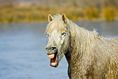 HOR 01 GL0005 01
Portrait Of Camargue Horse Standing By Water Neighing