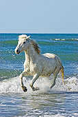 HOR 01 GL0006 01
Camargue Horse Galloping On Beach