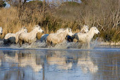 HOR 01 GL0007 01
Herd Of Camargue Horses Galloping Through Swamp In South Of France