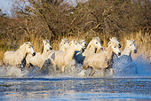 HOR 01 GL0008 01
Herd Of Camargue Horses Galloping Through Swamp In South Of France