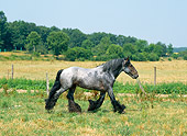 HOR 01 GL0010 01
Mulassier Walking In Pasture