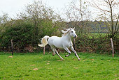 HOR 01 GL0011 01
White Arabian Thoroughbred Galloping In Pasture