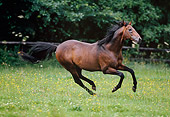HOR 01 GL0012 01
English Thoroughbred Galloping Through Pasture