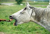 HOR 01 GL0013 01
Head Shot Of Lippizan Horse Neighing In Pasture