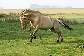 HOR 01 GL0018 01
Norwegian Fjord Stallion Galloping In Paddock