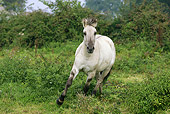 HOR 01 GL0019 01
Norwegian Fjord Mare Galloping Through Meadow