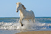HOR 01 GL0020 01
Camargue Horse Galloping On Beach