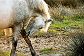HOR 01 GL0021 01
Close-Up Of Camargue Horse Scratching Leg