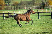 HOR 01 GL0023 01
French Trotter Male Galloping In Paddock Normandy