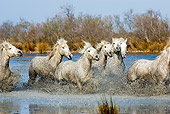 HOR 01 GL0025 01
Herd Of Camargue Horses Galloping Through Swamp Saintes Marie De La Mar, France