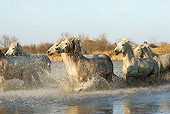 HOR 01 GL0026 01
Herd Of Camargue Horses Galloping Through Swamp Saintes Marie De La Mar, France