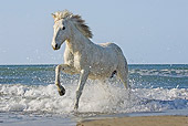 HOR 01 GL0029 01
Camargue Horse Galloping On Beach Saintes Marie De La Mar, France