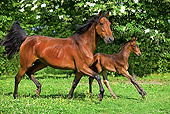 HOR 01 GL0030 01
French Trotter Mare With Foal Trotting In Paddock Normandy