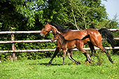 HOR 01 GL0031 01
French Trotter Mare With Foal Trotting In Paddock Normandy