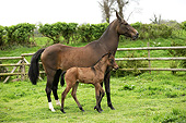 HOR 01 GL0034 01
Akhal-Teke Mare And Foal Walking In Pasture