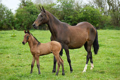 HOR 01 GL0035 01
Akhal-Teke Mare And Foal Walking In Pasture