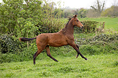 HOR 01 GL0036 01
Akhal-Teke Yearling Galloping In Paddock