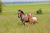 HOR 01 GL0037 01
Appaloosa Mare And Foal Cantering In Meadow