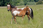 HOR 01 GL0038 01
Appaloosa Mare And Foal Standing In Meadow