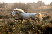 HOR 01 GL0039 01
Camargue Horse Trotting Through Swamp In Saintes Marie De La Mer, France