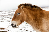 HOR 01 JE0001 01
Head Shot Of Przewalski's Horse Standing In Snowy Field