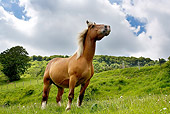 HOR 01 JE0002 01
Auvergne Comtois Draft Horse Standing In Field