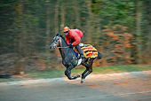 HOR 01 JE0003 01
Jockey Racing Thoroughbred Horse In Wooded Area