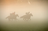 HOR 01 JE0004 01
English Thoroughbreds Racing On Field In Fog