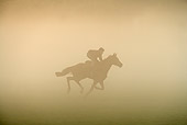 HOR 01 JE0006 01
English Thoroughbred Racing On Field In Fog