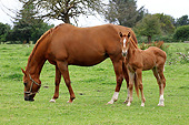 HOR 01 JE0007 01
Chestnut Mare And Foal Grazing In Pasture