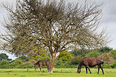 HOR 01 JE0008 01
Horse And Foal Grazing In Pasture